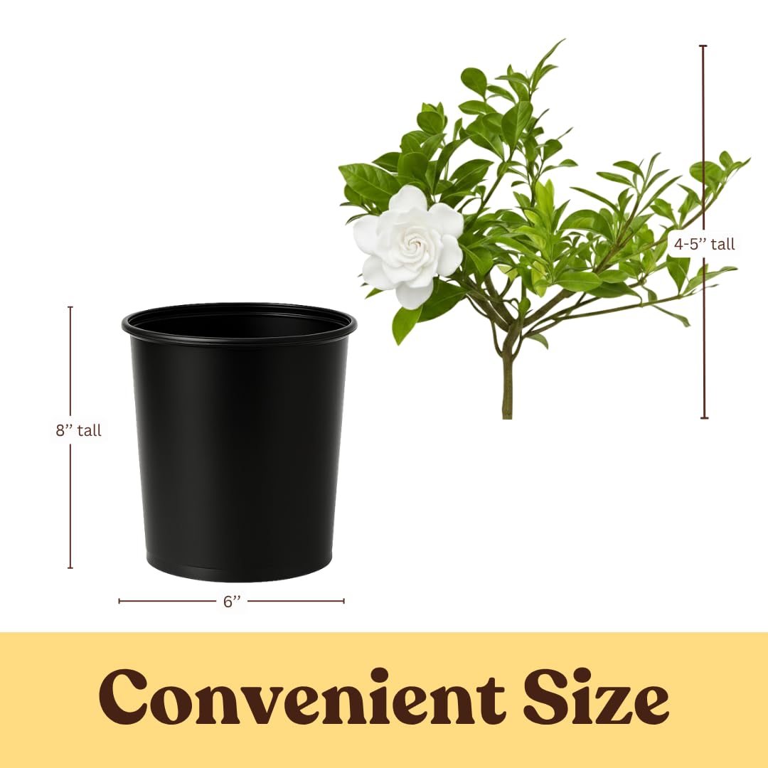 White Fragrant Gardenia Live Shrub 1-Gallon G1161