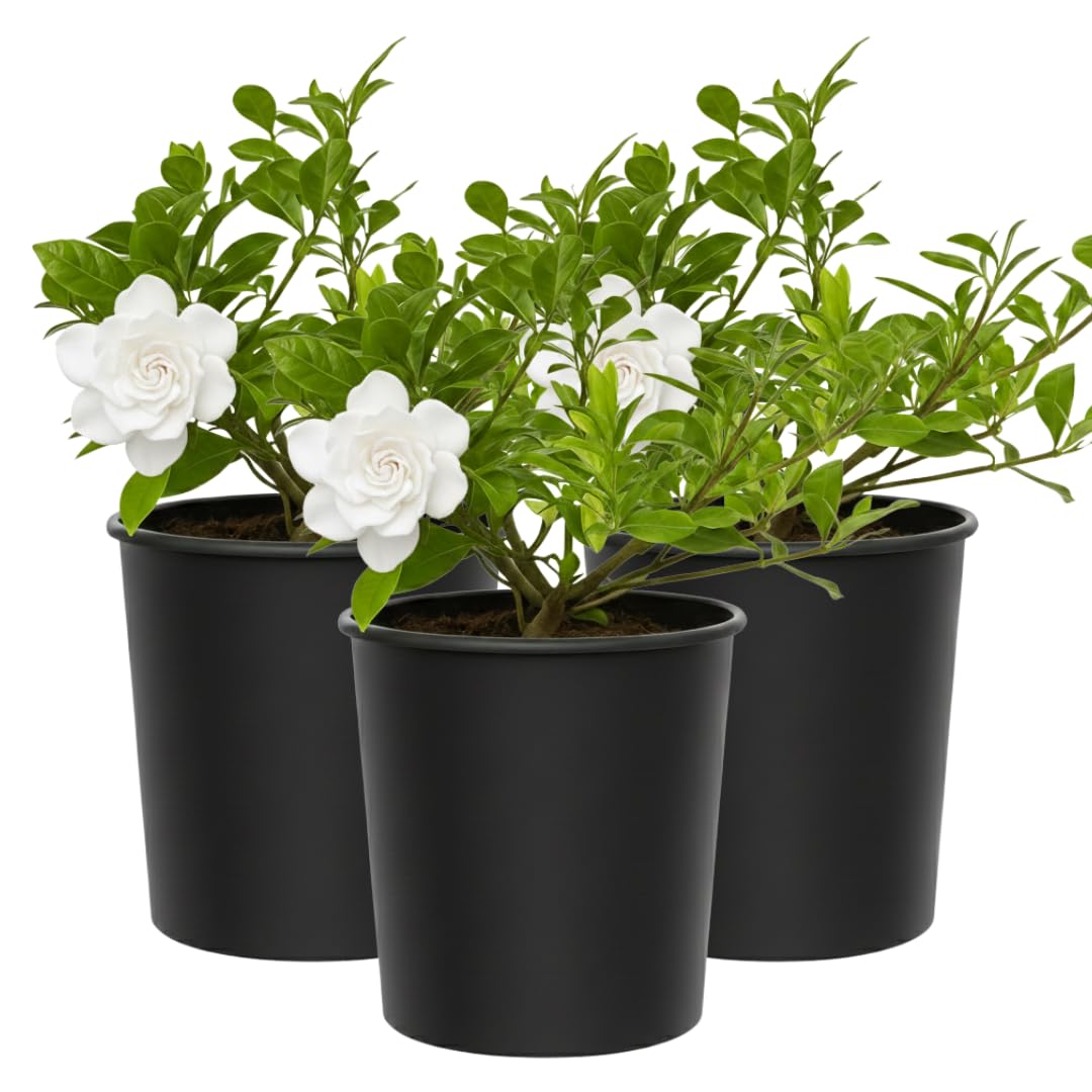 White Fragrant Gardenia Live Shrub 1-Gallon G1161