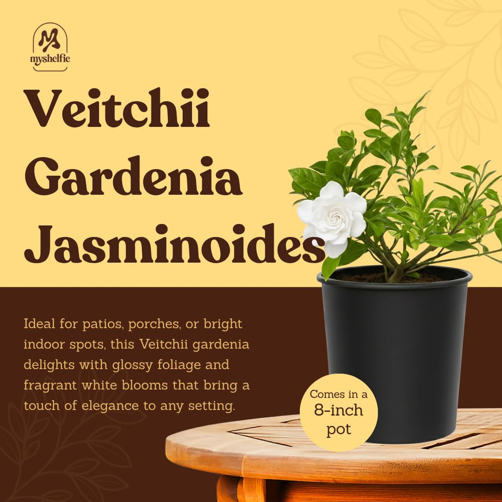 White Fragrant Gardenia Live Shrub 1-Gallon G1161