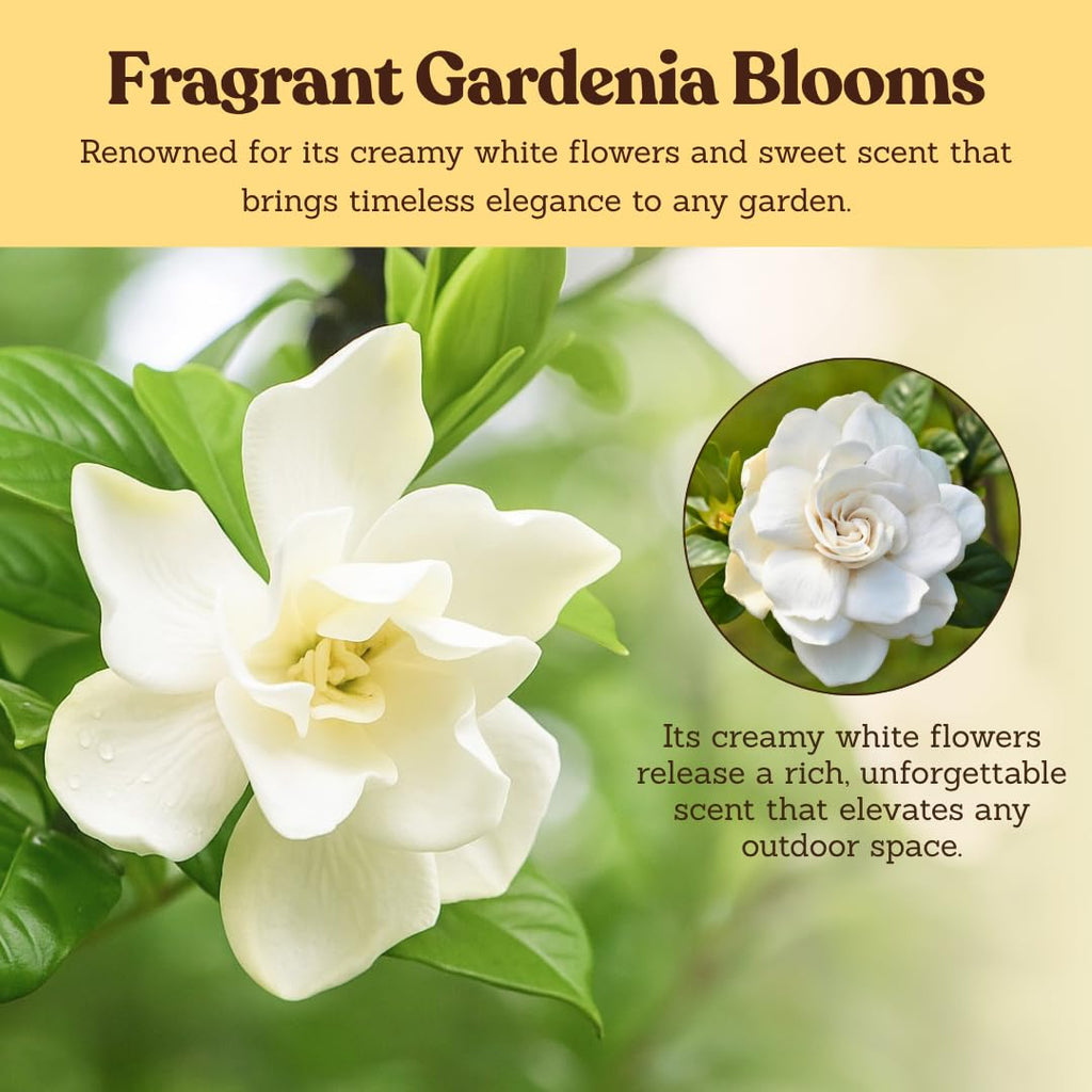 White Fragrant Gardenia Live Shrub 1-Gallon G1161