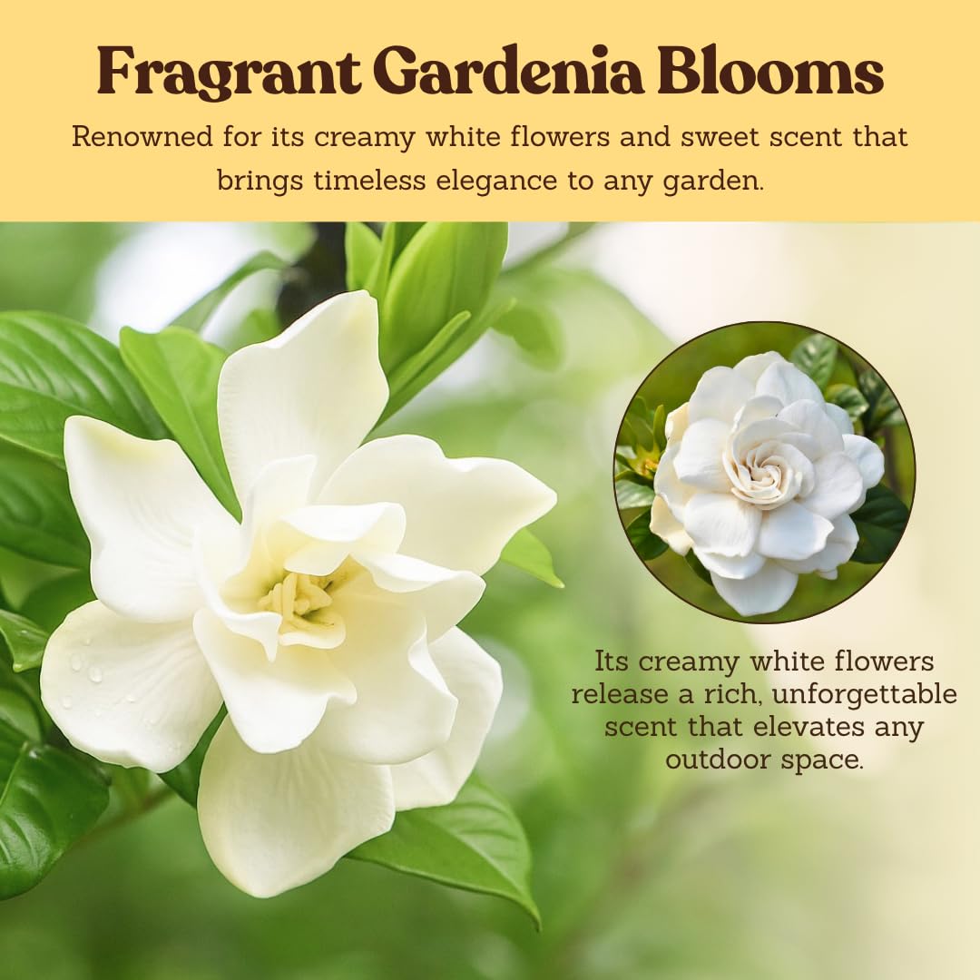 White Fragrant Gardenia Live Shrub 1-Gallon G1161