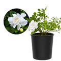 White Fragrant Gardenia Live Shrub 1-Gallon G1161