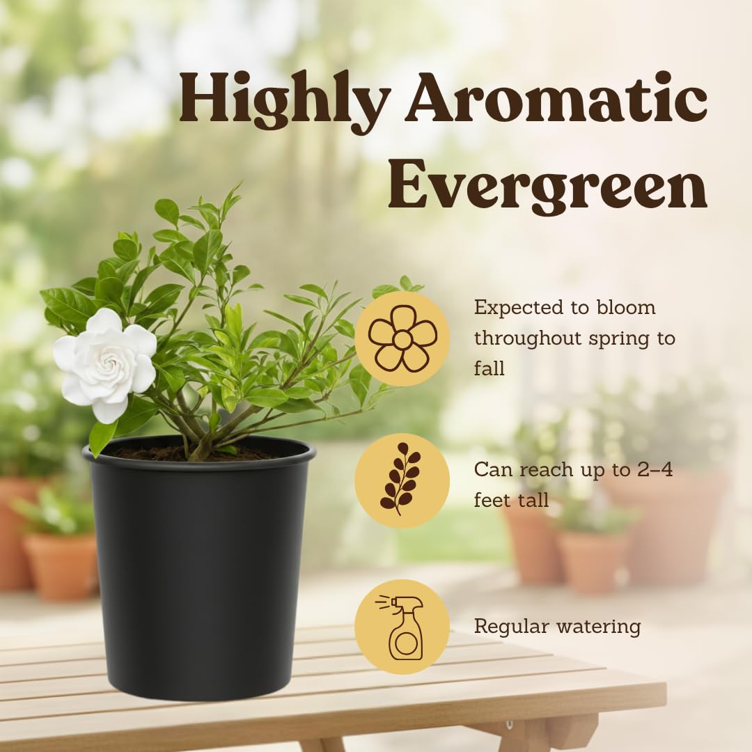 White Fragrant Gardenia Live Shrub 1-Gallon G1161