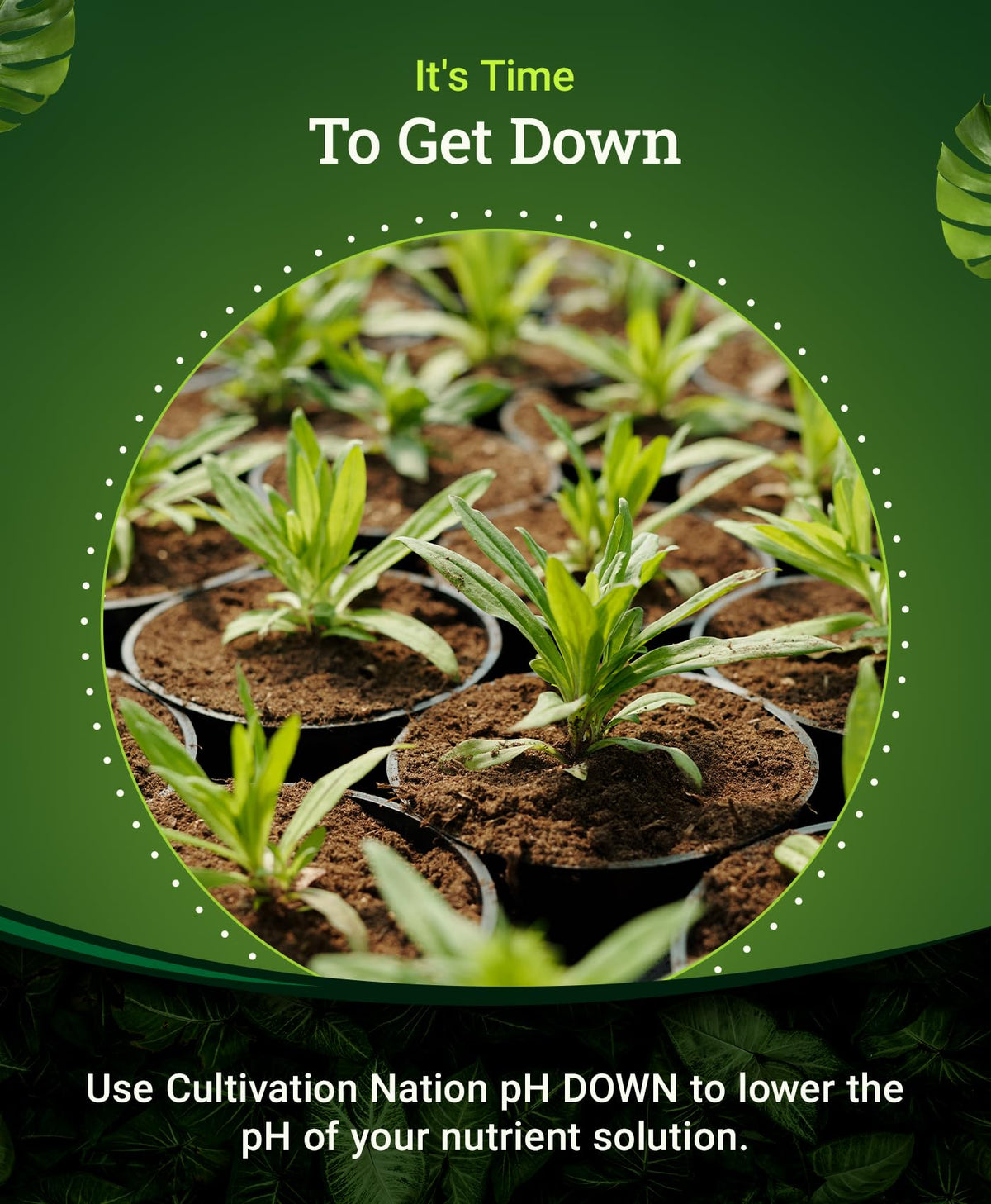 Citric Acid pH Down for Nutrient Solutions, 1 Pint F949984