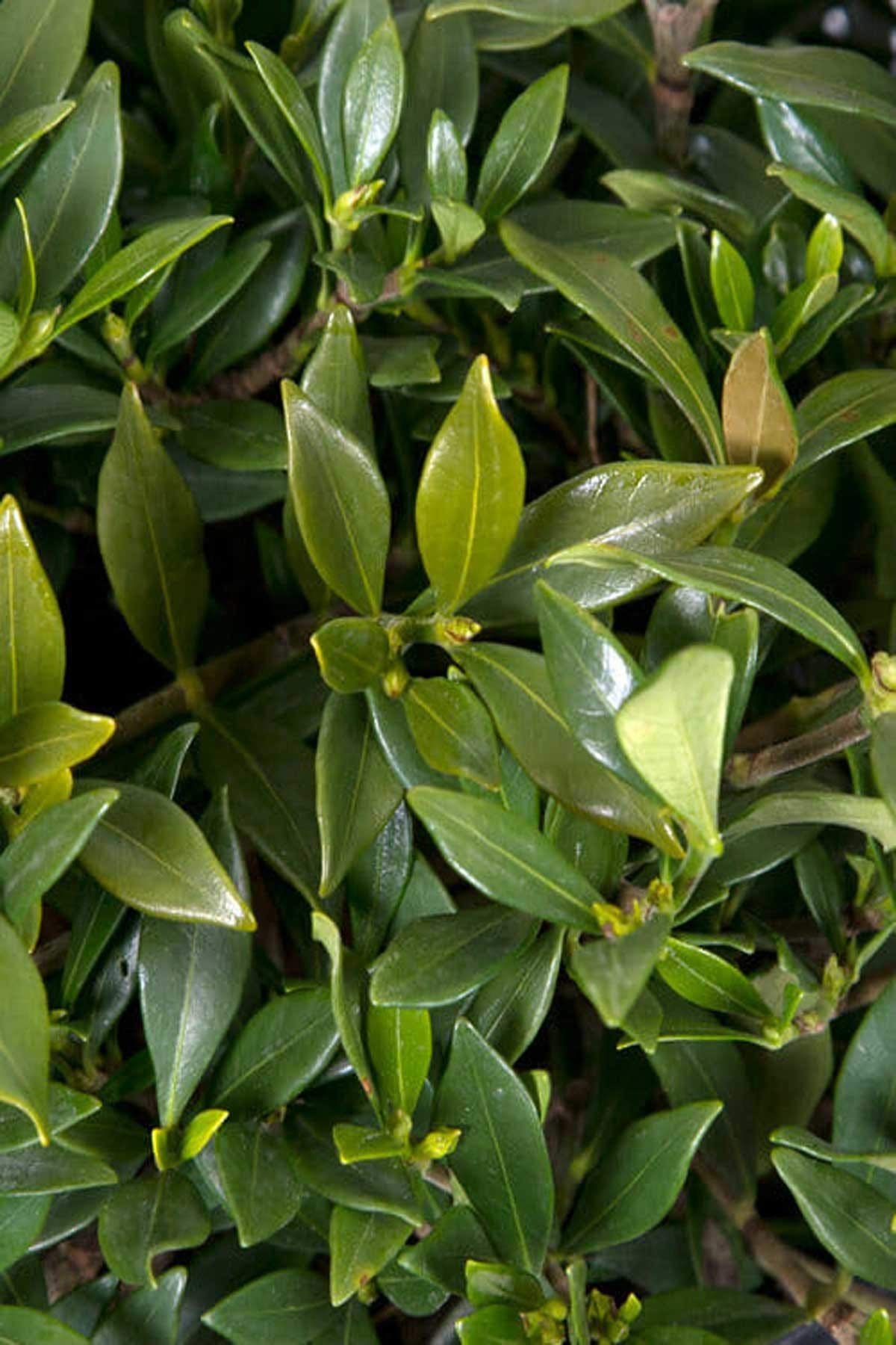 Gardenia 3 Gallon F227001