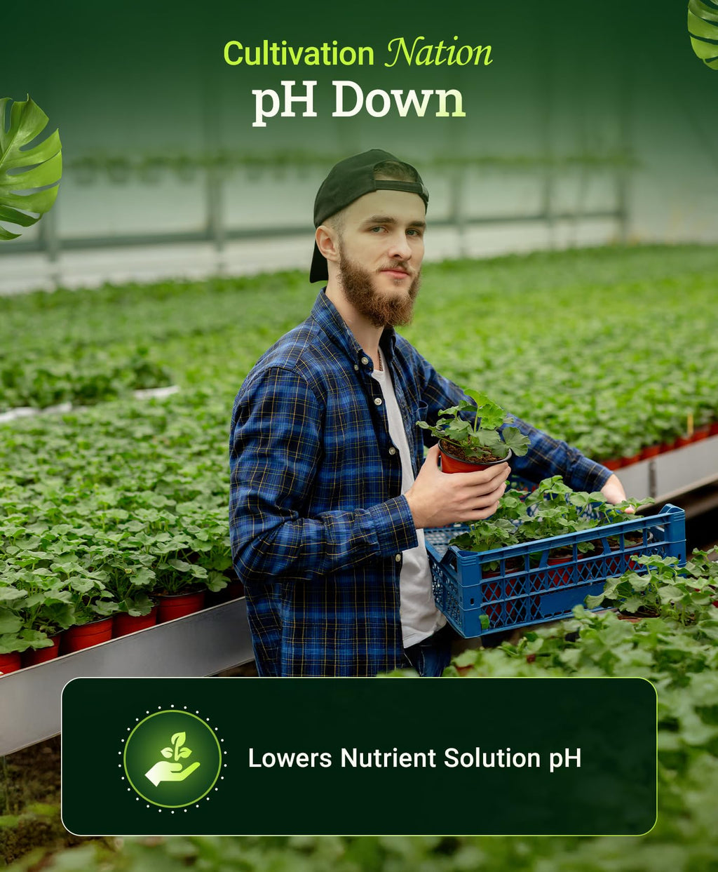 Citric Acid pH Down for Nutrient Solutions, 1 Pint F949984