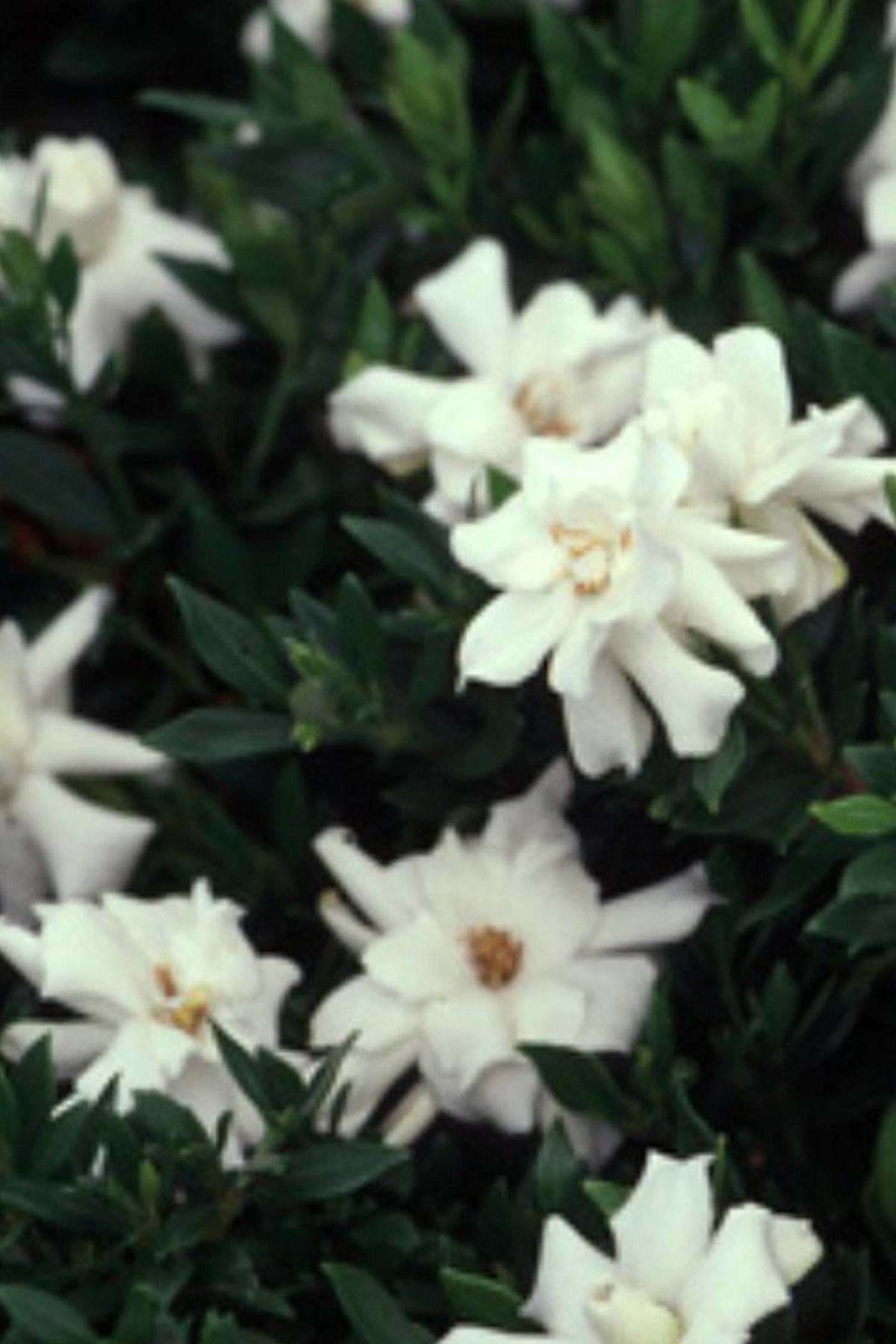 Gardenia 3 Gallon F227001