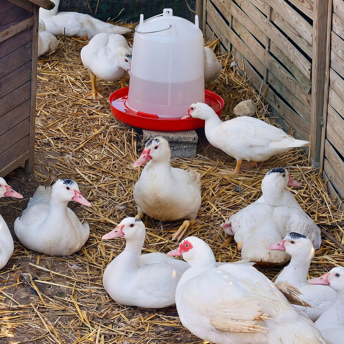 2 Pcs 2 Gallon Plastic Chicken Waterer C786365